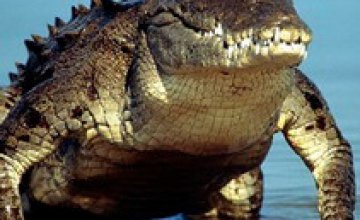 В результате наводнения с африканской фермы сбежали 15 тыс. крокодилов