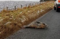 ​В Шотландии тюлененок стал причиной пробки на дороге (ФОТО)