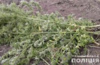 В двух домовладениях Павлограда обнаружены насаждения конопли: владельцы утверждают, о существование растений даже не знали