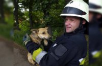В Днепре спасли щенка, который провалился в 2-х метровую яму