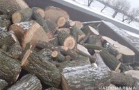 В Павлограде полицейские обнаружили грузовик с незаконно вырубленной древесиной