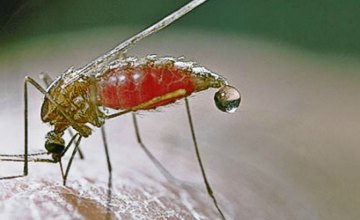 Трое киевлян умерли от малярии после посещения тропических стран