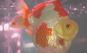 В Кривом Роге мужчина украл из зоомагазина аквариум