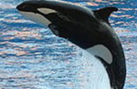 Сегодня отмечается Всемирный день китов