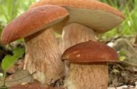 С начала года в Днепропетровской области 5 челове отравились дикорастущими грибами