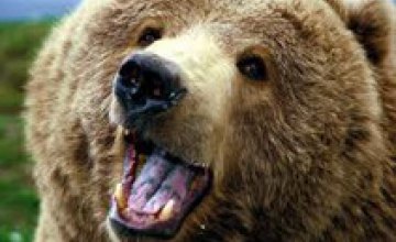 В винницком зоопарке медведь откусил мужчине ногу