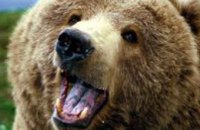 В винницком зоопарке медведь откусил мужчине ногу