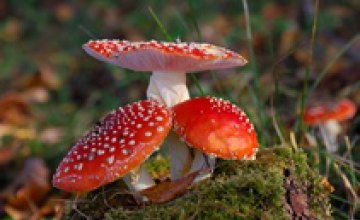 На Днепропетровщине в этом году зарегистрировали пять случаев отравления грибами