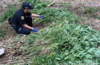На Дніпропетровщині правоохоронці виявили незаконні посіви рослин снотворного маку та коноплі (ВІДЕО)