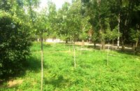 Жители 12 квартала и ж/м Тополь-2 продолжают заботиться о молодых деревьях в Кленовых и Хвойном садах (ФОТО)