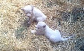 В зоопарке под Киевом родилось пять белых львят
