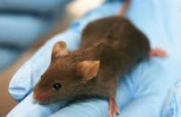 Ученым впервые удалось омолодить мышей