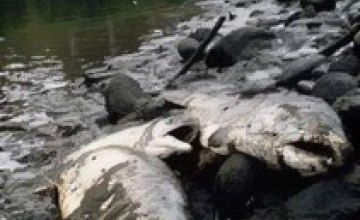 Мор рыбы в Днепре вызван сбросом отходов предприятий Днепропетровской области