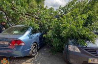 У Дніпрі на припарковані автівки впало дерево