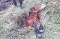 Во Львовской области в канализационный люк провалился конь (ФОТО, ВИДЕО)