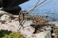 На Набережной Днепра поймали более 10 змей (ВИДЕО)