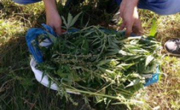 Полицейские у местного жителя Кривого Рога изъяли более 5 кг конопли