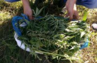Полицейские у местного жителя Кривого Рога изъяли более 5 кг конопли
