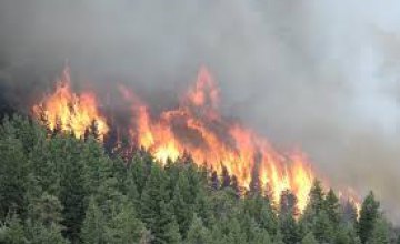 С начала года на Днепропетровщине произошло более 100 лесных пожаров