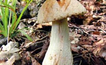 В Днепродзержинске грибами отравилась семейная пара