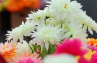 Глава Гостаможни рекомендовал покупать отечественные цветы