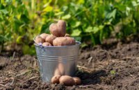 Шість громад Дніпропетровщини отримали 200 тонн посівної картоплі