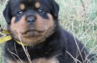 Против днепропетровского садиста, который издевался над щенками, отказались возбуждать уголовное дело, - зоозащитники