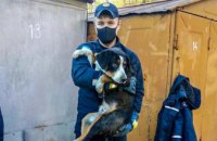 В Днепре спасатели освободили щенка из ловушки (ФОТО)