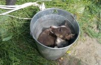 В Вольногорске спасатели вытащили собаку из 5-метрового канализационного люка (ФОТО)