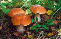 В Днепропетровской области растет количество отравлений грибами