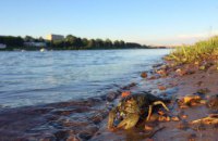 С 20 августа на водоемах Днепропетровщины запрещено вылавливать раков