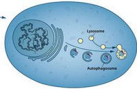 Нобеля по медицине дали за изучение самопоедания клеток