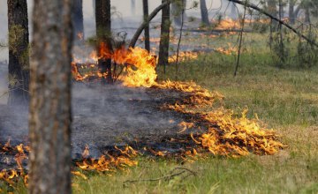 ​За последние выходные человеческий фактор стал причиной 4 лесных пожаров на Днепропетровщине 