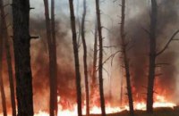 В Днепропетровской области горел хвойный лес: пострадавших нет