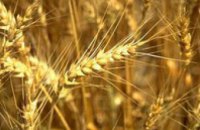 Урожай зерновых на Днепропетровщине будет на 20-30% ниже чем в 2008 году