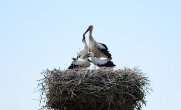 ДТЕК Мережі допоміг зберегти близько 1 200 білих лелек в Україні за минулий рік