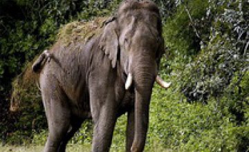 В Таиланде слон убил двух работников плантации