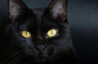 Сегодня День черной кошки: в каких странах это животное является вестником благополучия, а в каких встреча с ней к неудаче