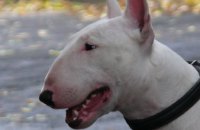 ​В Днепре  владелицу бультерьера оштрафовали за выгул собаки без намордника (ФОТО)