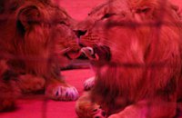 В Днепропетровском цирке выступят львы-гомосексуалисты
