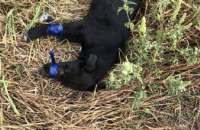 В Днепре неизвестные обмотали щенка изолентой и бросили умирать в кустах (ФОТО)