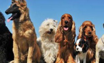 В Днепропетровской области бойцов АТО будут бесплатно лечить собаками