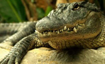 Днепропетровского крокодила Гену, проглотившего мобильный телефон, накормят живыми перепелами