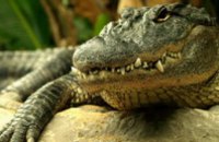 Днепропетровского крокодила Гену, проглотившего мобильный телефон, накормят живыми перепелами