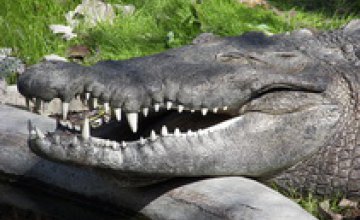 В Днепропетровске отпразднуют День рождения крокодила