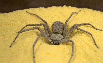 В Чехии нашли «зубастого» паука