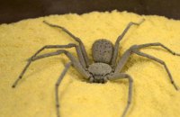 В Чехии нашли «зубастого» паука