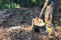 На Днепропетровщине мужчина незаконно спилил деревья: ущерб составил почти 100 тыс. гривен