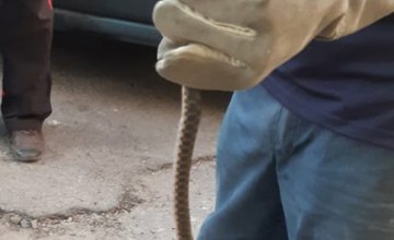 В Днепре мужчина обнаружил в гараже полуметровую змею