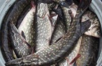 На Днепропетровщине за два дня нарушители нанесли более 20 тыс грн убытков, - Днепропетровский рыбоохранный патруль